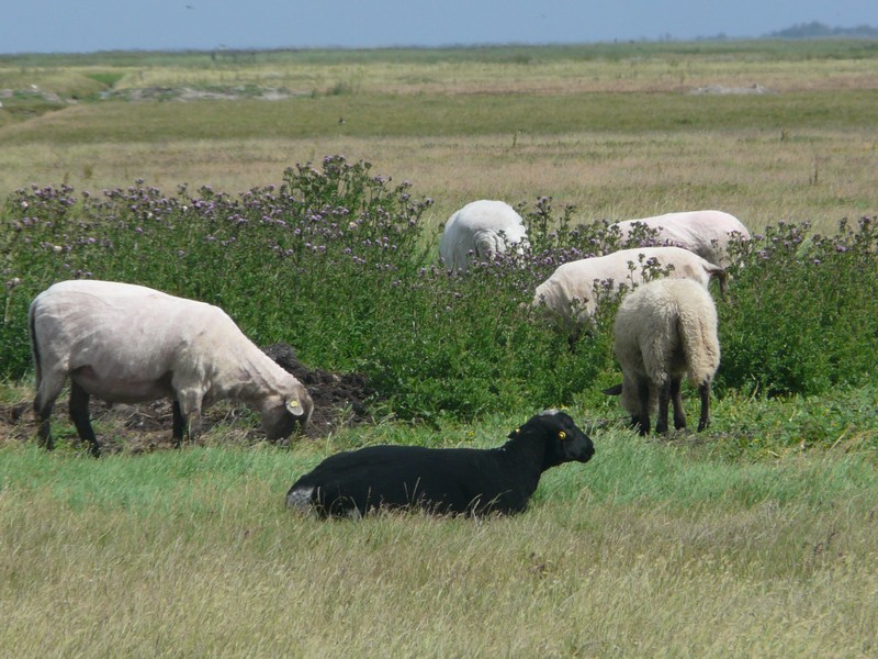 P1240711 Hallig Hooge Sheep