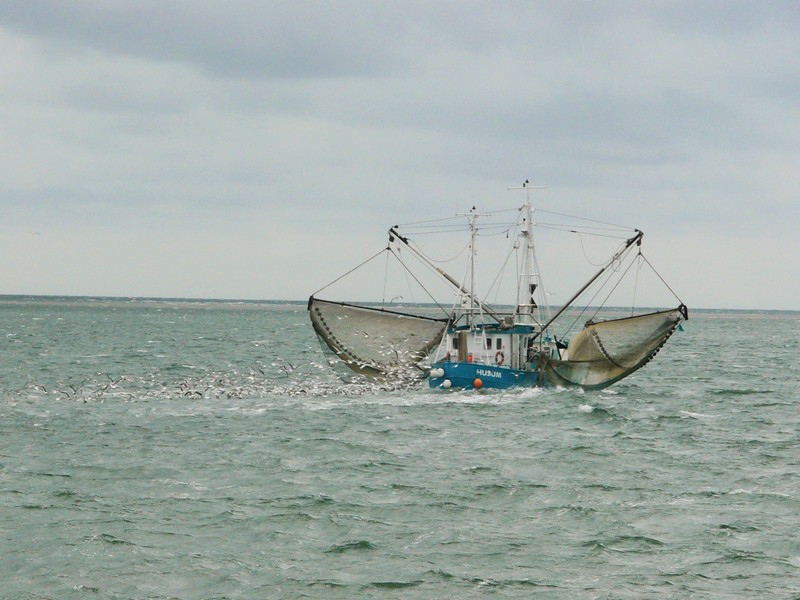 P1240739 Shrimp Boot