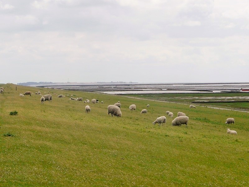 P1240793 Sheep Nordstrand