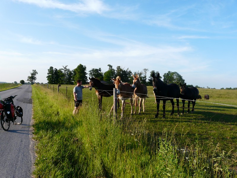 P1270646 Horses on way to Spring mill