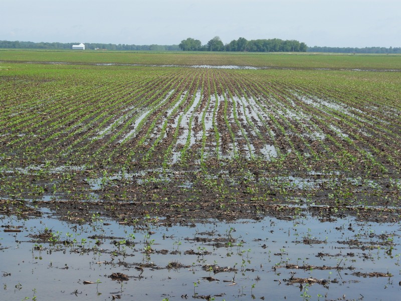 P1270886 flooded field