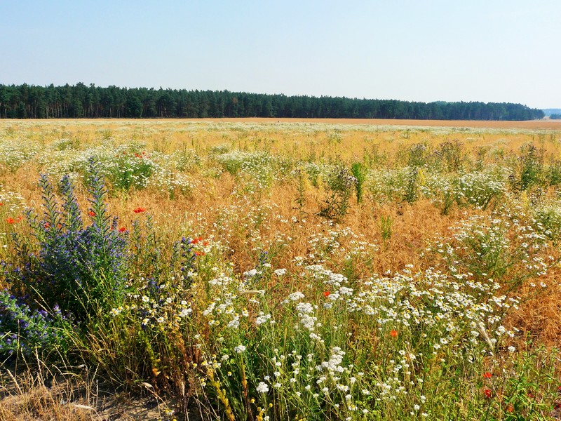 P1280015 wild flowers along trail