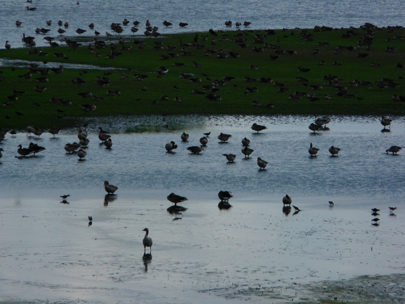 P1280093 Nature reserve near Tangerm�nde