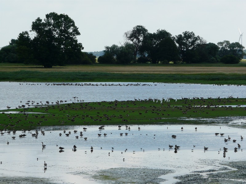 P1280097 Nature reserve near Tangerm�nde
