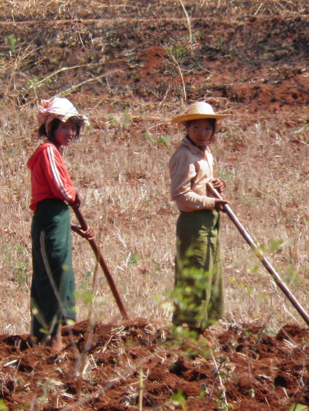 P2260190 girls working in field