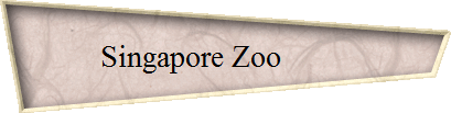 Singapore Zoo         